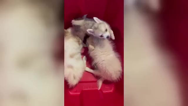 Video preview image #1 Pomsky Puppy For Sale in GOLDEN VALLEY, AZ, USA