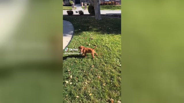 Video preview image #2 Irish Setter Puppy For Sale in OREM, UT, USA