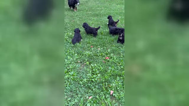 Video preview image #1 Bernese Mountain Dog Puppy For Sale in EMLENTON, PA, USA