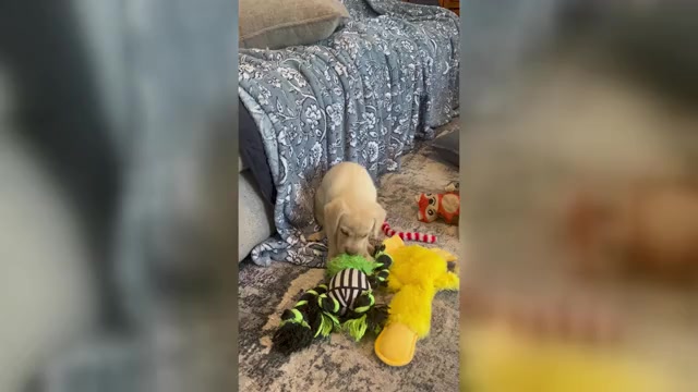 Video preview image #1 Labrador Retriever Puppy For Sale in OCALA, FL, USA