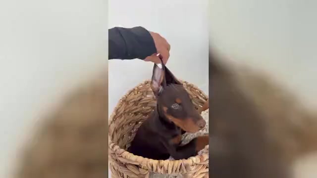 Video preview image #1 Doberman Pinscher Puppy For Sale in HENDERSON, NV, USA