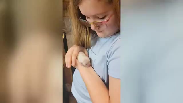 Video preview image #2 Shih Tzu Puppy For Sale in FANNING SPGS, FL, USA