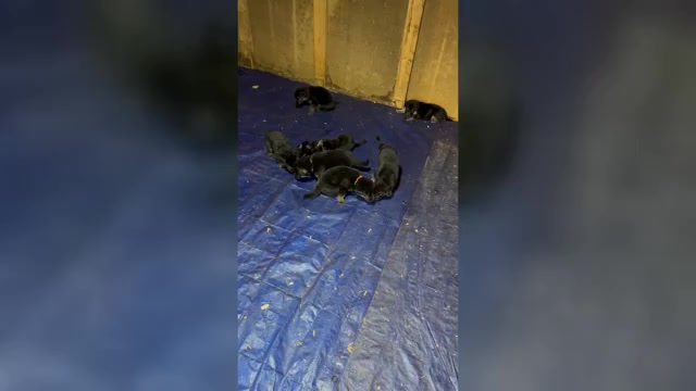 Video preview image #1 German Shepherd Dog Puppy For Sale in PLYMOUTH, IN, USA
