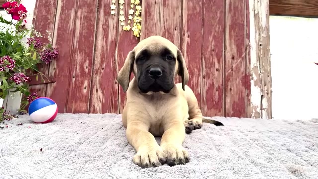 Video preview image #3 Mastiff Puppy For Sale in WAKARUSA, IN, USA