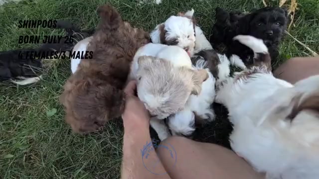 Video preview image #3 ShihPoo Puppy For Sale in GOSHEN, IN, USA