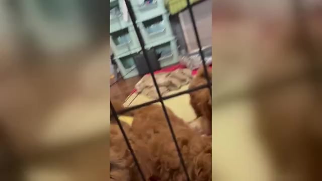 Video preview image #1 Poodle (Miniature) Puppy For Sale in INDIANAPOLIS, IN, USA
