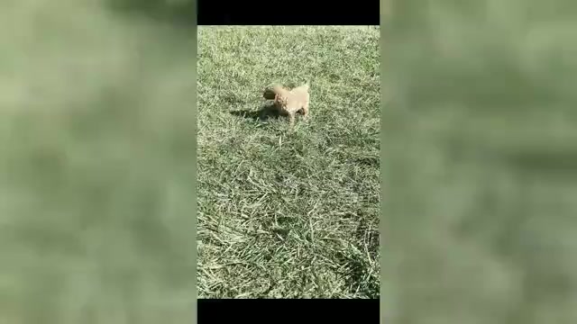 Video preview image #1 Goldendoodle (Miniature) Puppy For Sale in WARSAW, IN, USA