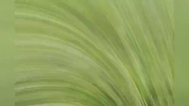 Video preview image #1 Cavalier King Charles Spaniel Puppy For Sale in WARSAW, IN, USA