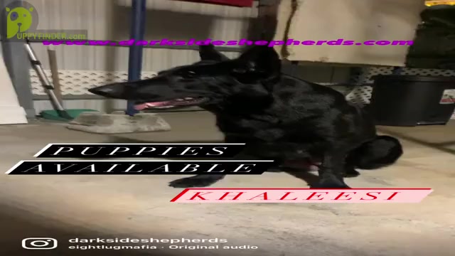 Video preview image #13 German Shepherd Dog Puppy For Sale in MIAMI, FL, USA