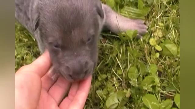 Video preview image #1 German Shepherd Dog Puppy For Sale in PIEDMONT, MO, USA