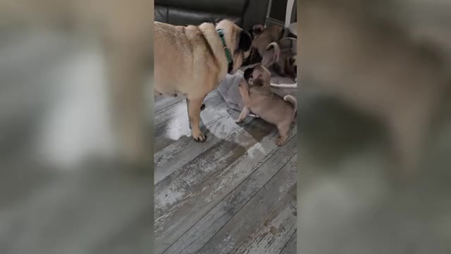Video preview image #2 Pug Puppy For Sale in GLENCOE, KY, USA