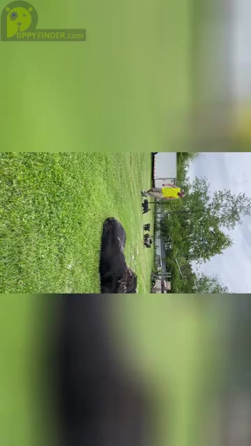 Video preview image #1  Breeder Profile in TWINING, MI, USA
