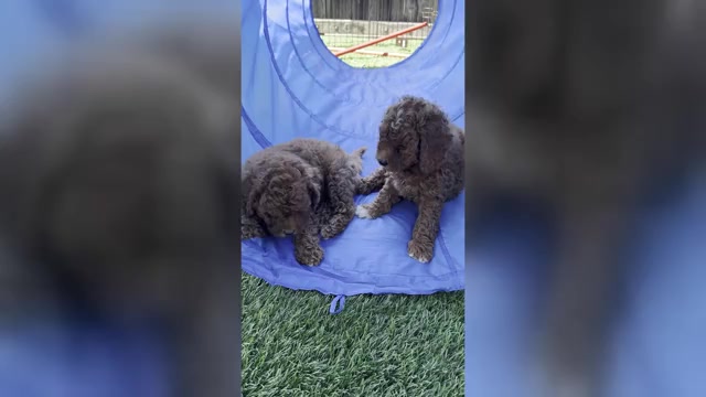 Video preview image #2 Goldendoodle (Miniature) Puppy For Sale in APTOS, CA, USA