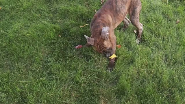 Video preview image #1 Boxer Puppy For Sale in SHIPSHEWANA, IN, USA