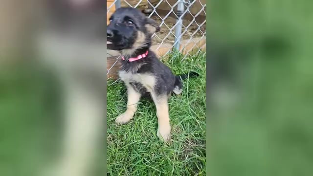 Video preview image #3 German Shepherd Dog Puppy For Sale in MONROE, WA, USA