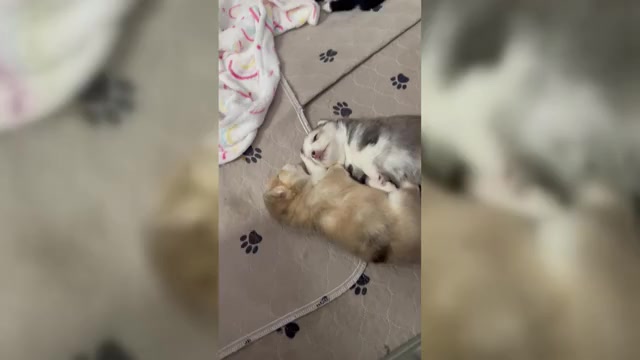 Video preview image #1 Pomsky Puppy For Sale in CAVE CREEK, AZ, USA