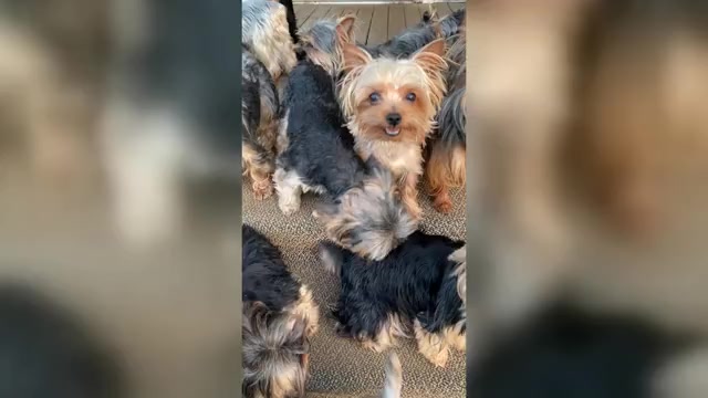 Video preview image #1 Yorkshire Terrier Puppy For Sale in BETHLEHEM, GA, USA
