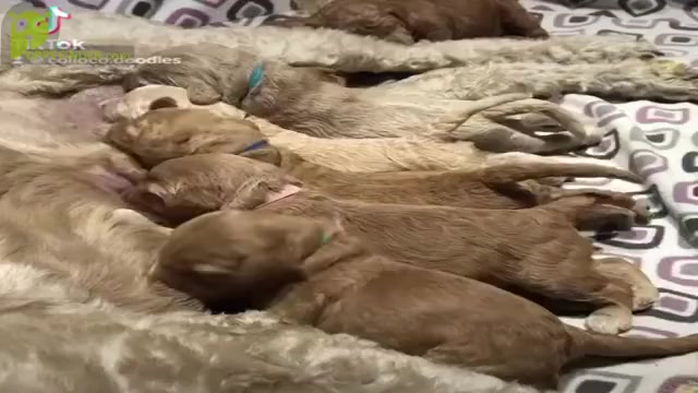 Video preview image #6  Breeder Profile in Okotoks, Alberta, Canada