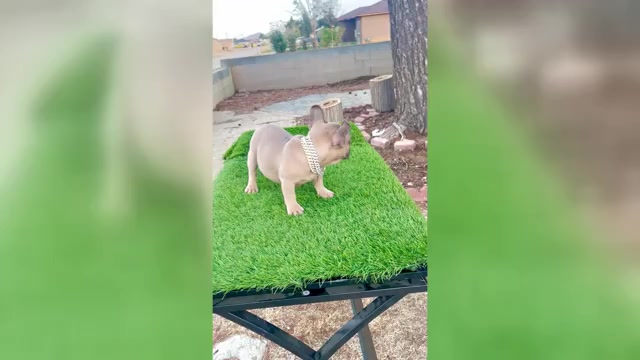 Video preview image #1 French Bulldog Puppy For Sale in WEST HOLLYWOOD, CA, USA