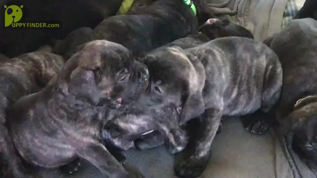 Video preview image #3 Cane Corso Puppy For Sale in GULLIVER, MI, USA