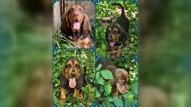 Video preview image #3 Bloodhound Puppy For Sale in TOCCOA, GA, USA