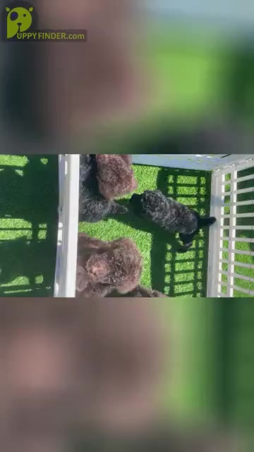 Video preview image #1 Poodle (Standard) Puppy For Sale in GILROY, CA, USA