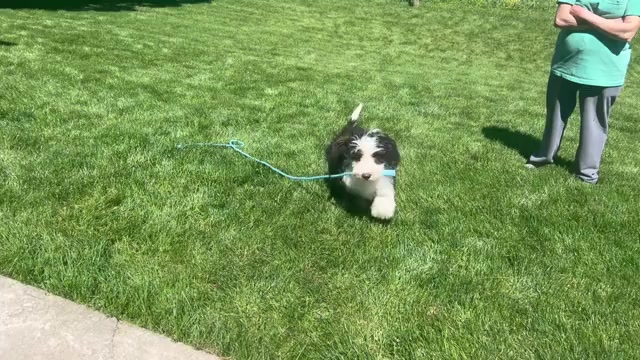Video preview image #1 Bernedoodle (Miniature) Puppy For Sale in DUNDEE, OH, USA