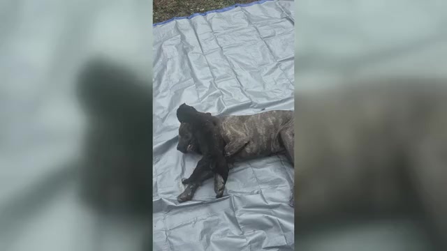 Video preview image #20 Cane Corso Puppy For Sale in COLUMBIA, SC, USA