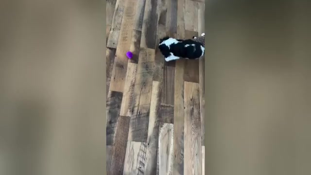 Video preview image #3  Breeder Profile in JACKSON, OH, USA