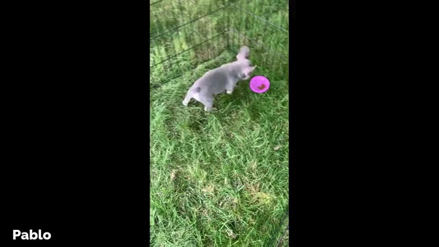 Video preview image #4 French Bulldog Puppy For Sale in BREMEN, IN, USA