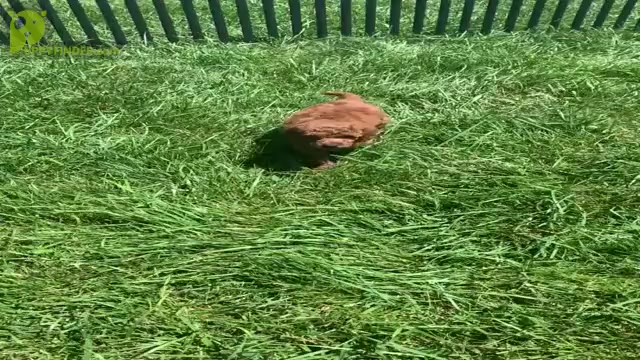 Video preview image #11 Goldendoodle (Miniature) Puppy For Sale in WARSAW, IN, USA