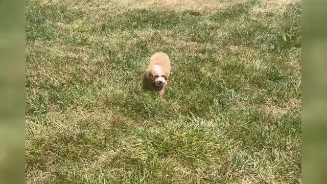 Video preview image #1 Poodle (Miniature) Puppy For Sale in WARSAW, IN, USA
