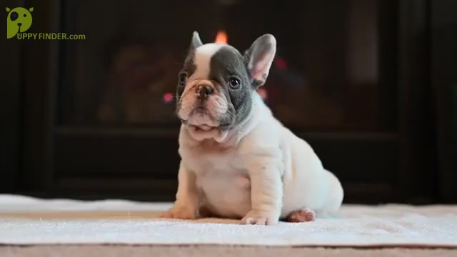 Video preview image #1 French Bulldog Puppy For Sale in DECATUR, GA, USA