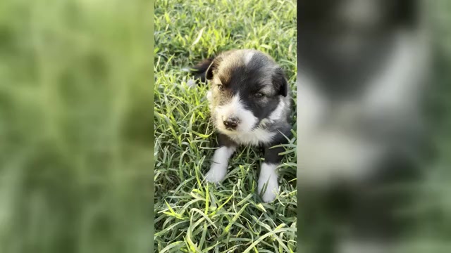 Video preview image #4 Border Collie Puppy For Sale in MESA, WA, USA