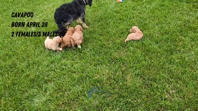 Video preview image #3 Cavapoo Puppy For Sale in GOSHEN, IN, USA