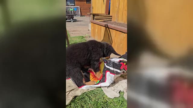 Video preview image #15 Bernese Mountain Dog Puppy For Sale in SALMON, ID, USA