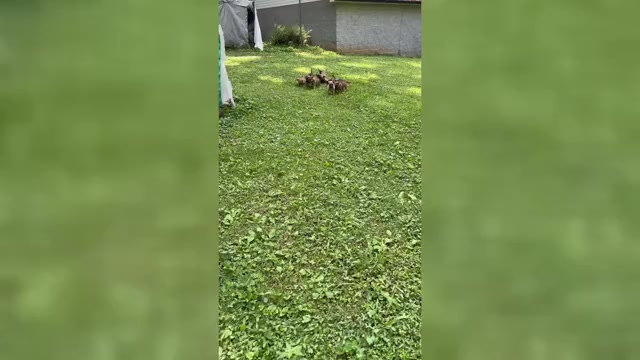 Video preview image #1 Malinois Puppy For Sale in MADISON, TN, USA