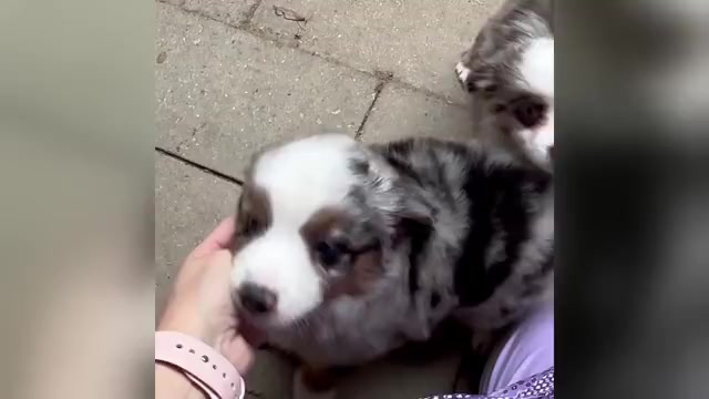 Video preview image #1 Miniature Australian Shepherd Puppy For Sale in HARRISON, OH, USA