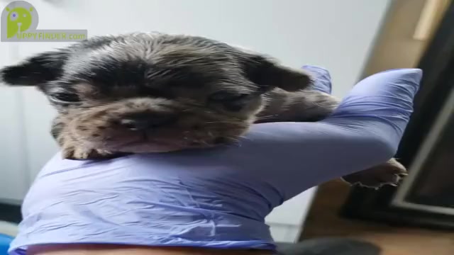 Video preview image #4 French Bulldog Puppy For Sale in LA VERGNE, TN, USA