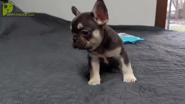 Video preview image #1 French Bulldog Puppy For Sale in BOSTON, MA, USA