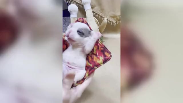 Video preview image #3 French Bulldog Puppy For Sale in WEXFORD, PA, USA