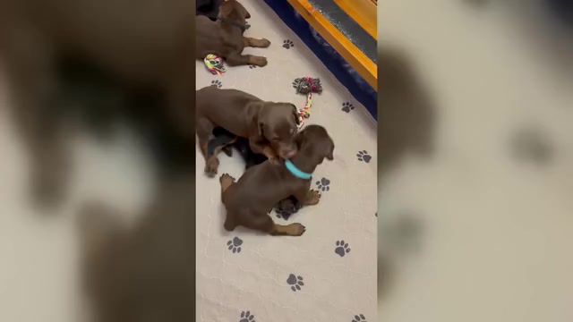 Video preview image #1 Doberman Pinscher Puppy For Sale in MACOMB TOWNSHIP, MI, USA