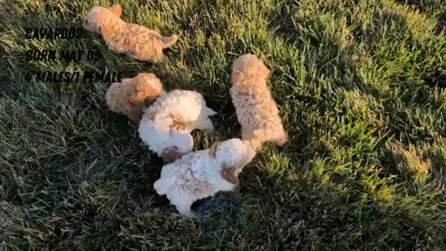 Video preview image #2 Cavapoo (Miniature) Puppy For Sale in GOSHEN, IN, USA