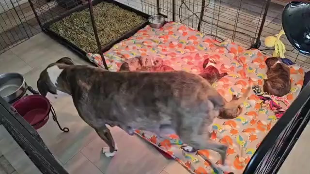 Video preview image #2 Alapaha Blue Blood Bulldog Puppy For Sale in SHELOCTA, PA, USA