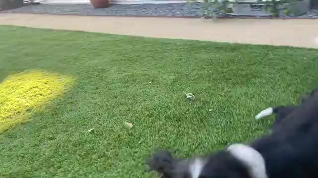 Video preview image #3 Cavalier King Charles Spaniel Puppy For Sale in SANTA ROSA, CA, USA