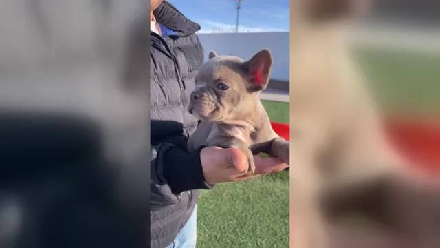 Video preview image #2 French Bulldog Puppy For Sale in ODESSA, TX, USA