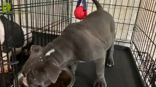 Video preview image #2 American Bully Puppy For Sale in COLLEGE PARK, MD, USA
