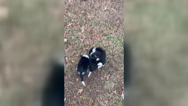 Video preview image #3 Border Collie-Papillon Mix Puppy For Sale in CULPEPER, VA, USA