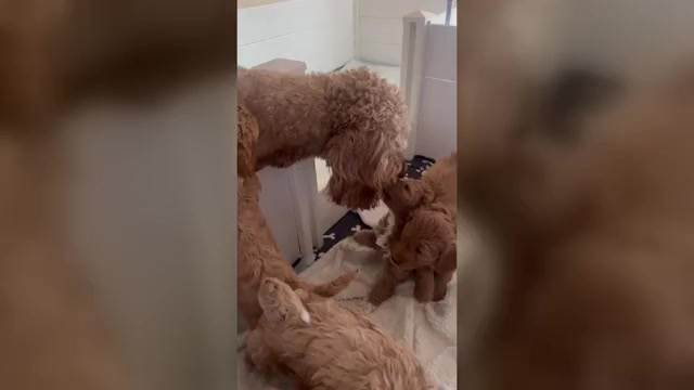 Video preview image #2 Goldendoodle (Miniature) Puppy For Sale in LOVES PARK, IL, USA