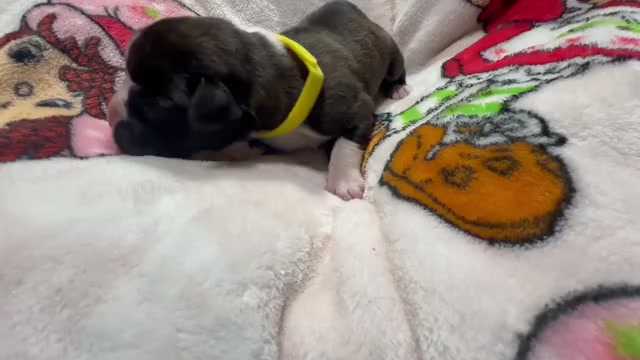 Video preview image #4 Boxer Puppy For Sale in RALEIGH, NC, USA